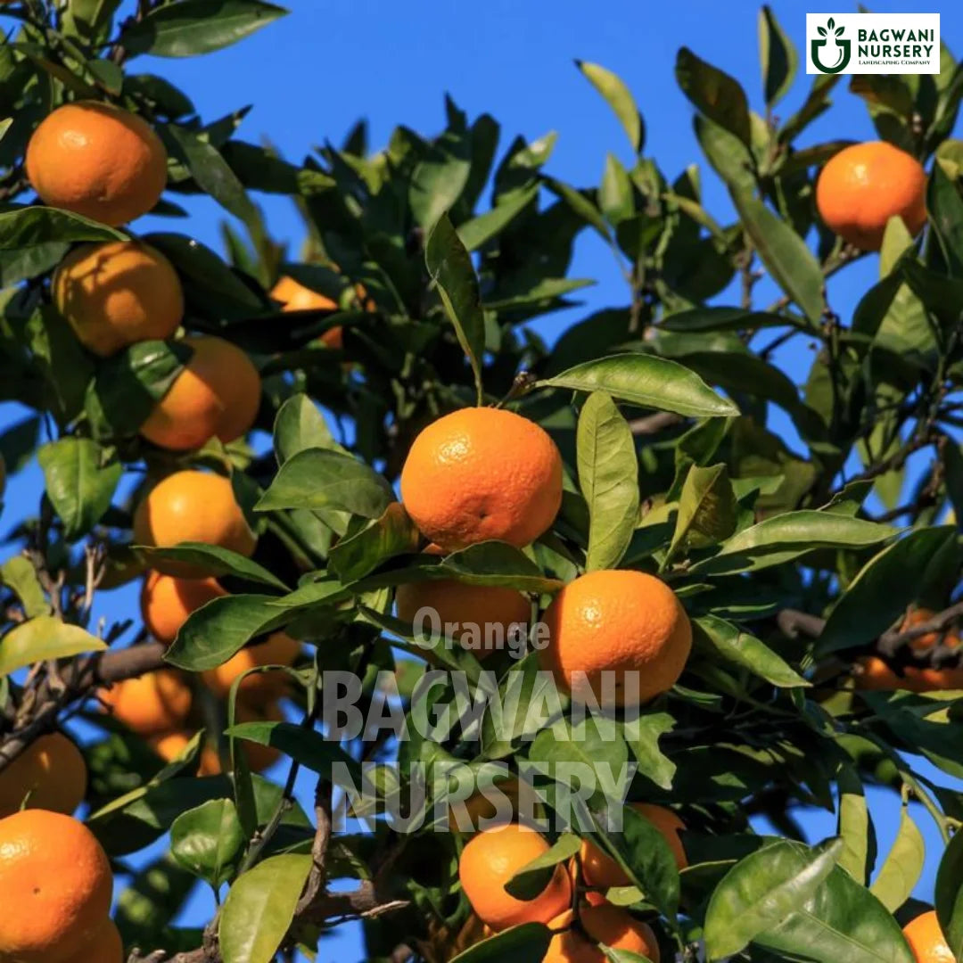 Orange tree Supplier, Citrus Sinensis, Orange tree Supplier in India, Wholesale Orange, Wholesale Orange Supplier, Orange  Tree, Best Orange Nursery, Citrus Sinensis in India, Bulk Orange Supplier, Fruit Tree, Fruit Tree Nursery, Wholesale Fruit Tree Supplier, Best Fruit Tree Nursery in India,