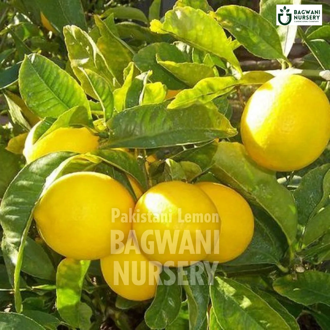 Pakistani Lemon tree Supplier, Citrus limon, Pakistani Lemon tree Supplier in India, Wholesale Pakistani Lemon, Wholesale Pakistani Lemon Supplier, Pakistani Lemon  Tree, Best Pakistani Lemon Nursery, Citrus limon in India, Bulk Pakistani Lemon Supplier, Fruit Tree, Fruit Tree Nursery, Wholesale Fruit Tree Supplier, Best Fruit Tree Nursery in India,
