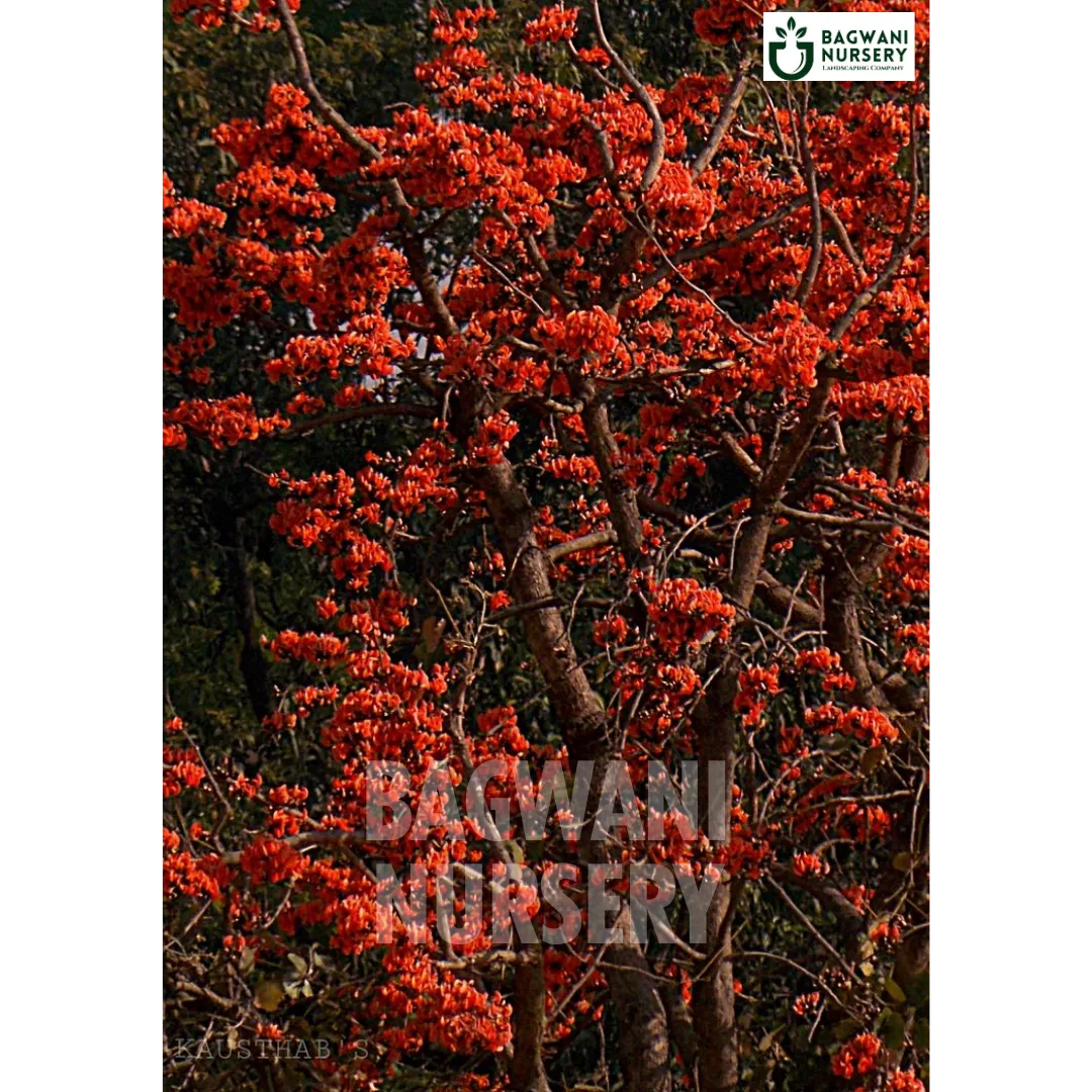 Palash tree Supplier, Butea Monosperma, Palash tree Supplier in India, Wholesale Dhak, Wholesale Palash Supplier, Dhak  Tree, Best Palash Nursery, Butea Monosperma in India, Bulk Dhak Supplier, Timber Tree, Timber Tree Nursery, Wholesale Timber Tree Supplier, Best Timber Tree Nursery in India,