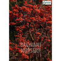 Palash tree Supplier, Butea Monosperma, Palash tree Supplier in India, Wholesale Dhak, Wholesale Palash Supplier, Dhak  Tree, Best Palash Nursery, Butea Monosperma in India, Bulk Dhak Supplier, Timber Tree, Timber Tree Nursery, Wholesale Timber Tree Supplier, Best Timber Tree Nursery in India,