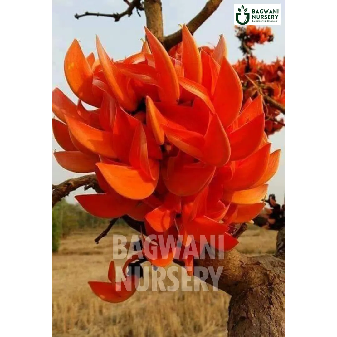 Palash tree Supplier, Butea Monosperma, Palash tree Supplier in India, Wholesale Dhak, Wholesale Palash Supplier, Dhak  Tree, Best Palash Nursery, Butea Monosperma in India, Bulk Dhak Supplier, Timber Tree, Timber Tree Nursery, Wholesale Timber Tree Supplier, Best Timber Tree Nursery in India,