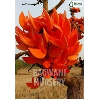 Palash tree Supplier, Butea Monosperma, Palash tree Supplier in India, Wholesale Dhak, Wholesale Palash Supplier, Dhak  Tree, Best Palash Nursery, Butea Monosperma in India, Bulk Dhak Supplier, Timber Tree, Timber Tree Nursery, Wholesale Timber Tree Supplier, Best Timber Tree Nursery in India,