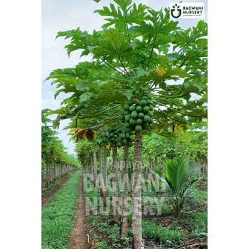 Papaya tree Supplier, Carica Papaya, Papaya tree Supplier in India, Wholesale Papaya, Wholesale Papaya Supplier, Papaya  Tree, Best Papaya Nursery, Carica Papaya in India, Bulk Papaya Supplier, Fruit Tree, Fruit Tree Nursery, Wholesale Fruit Tree Supplier, Best Fruit Tree Nursery in India,