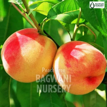 Peach tree Supplier, Prunus Persica, Peach tree Supplier in India, Wholesale Peach, Wholesale Peach Supplier, Peach  Tree, Best Peach Nursery, Prunus Persica in India, Bulk Peach Supplier, Fruit Tree, Fruit Tree Nursery, Wholesale Fruit Tree Supplier, Best Fruit Tree Nursery in India,
