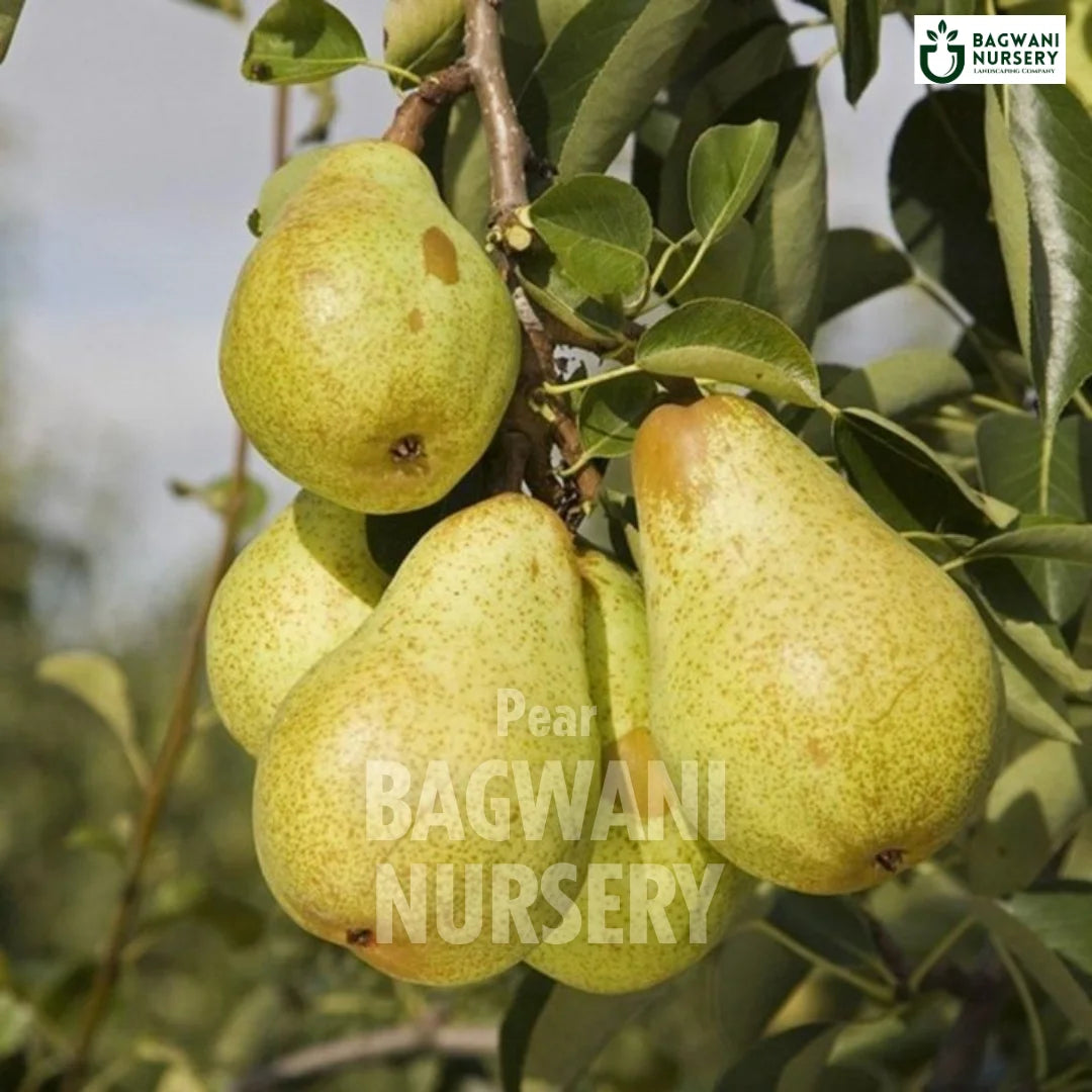 Pear tree Supplier, Pyrus, Nashpati tree Supplier in India, Wholesale Pear, Wholesale Pear Supplier, Nashpati  Tree, Best Nashpati Nursery, Pyrus in India, Bulk Nashpati Supplier, Fruit Tree, Fruit Tree Nursery, Wholesale Fruit Tree Supplier, Best Fruit Tree Nursery in India,