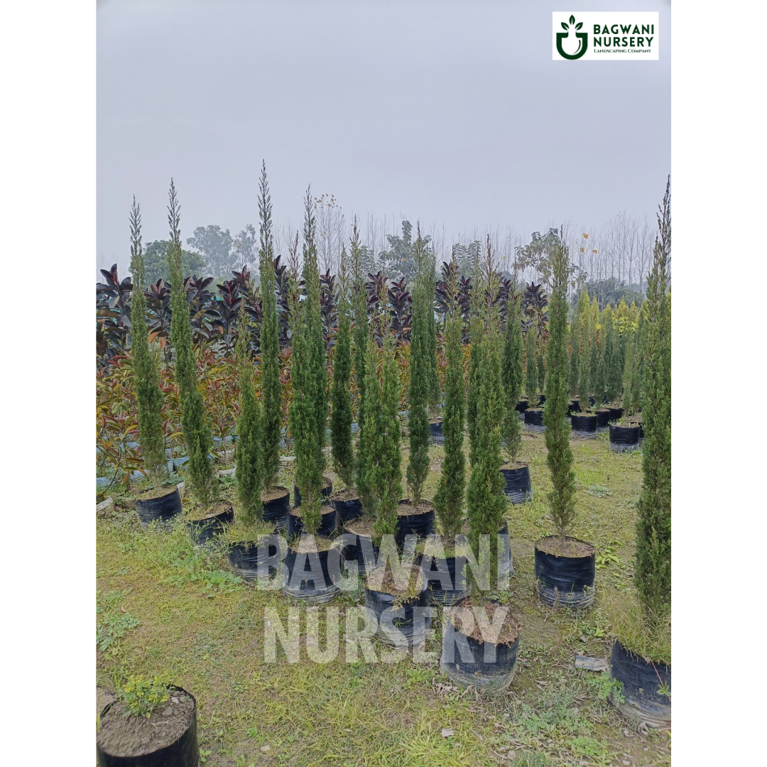 Pencil Pine Supplier, Pencil Pine Supplier in India, Wholesale Pencil Pine, Wholesale Pencil Pine Supplier, Pencil Pine Nursery, Best Pencil Pine Nursery, Pencil Pine in India, Bulk Pencil Pine Supplier