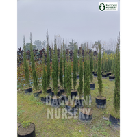 Pencil Pine Supplier, Pencil Pine Supplier in India, Wholesale Pencil Pine, Wholesale Pencil Pine Supplier, Pencil Pine Nursery, Best Pencil Pine Nursery, Pencil Pine in India, Bulk Pencil Pine Supplier