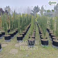 Pencil Pine Supplier, Pencil Pine Supplier in India, Wholesale Pencil Pine, Wholesale Pencil Pine Supplier, Pencil Pine Nursery, Best Pencil Pine Nursery, Pencil Pine in India, Bulk Pencil Pine Supplier