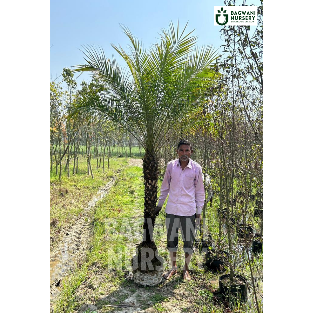 phoenix palm, palm trees, bagwani nursery wholesale plant supplier, nursery in India