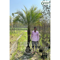 phoenix palm, palm trees, bagwani nursery wholesale plant supplier, nursery in India