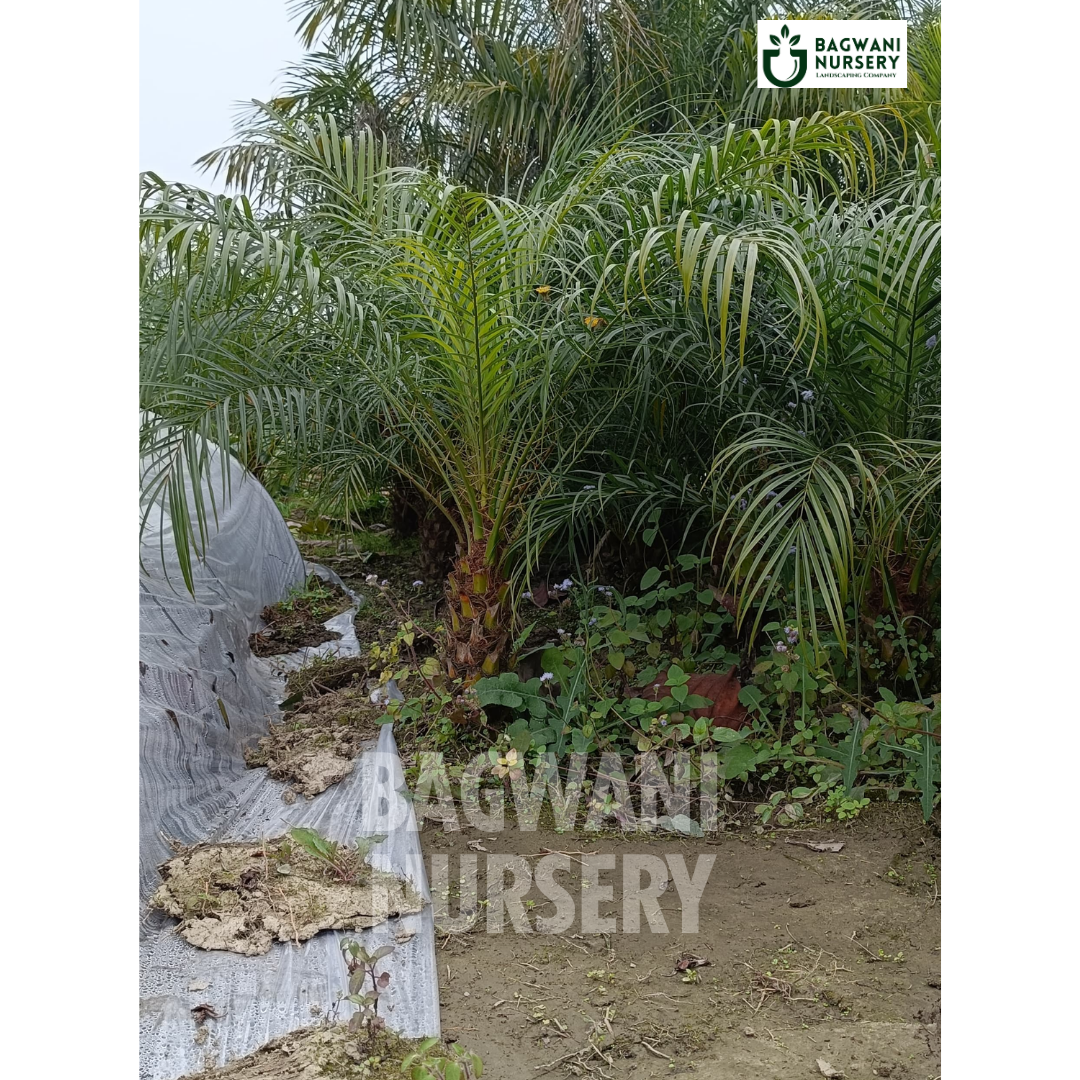 phoenix palm, palm trees, bagwani nursery wholesale plant supplier, nursery in India