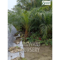 phoenix palm, palm trees, bagwani nursery wholesale plant supplier, nursery in India