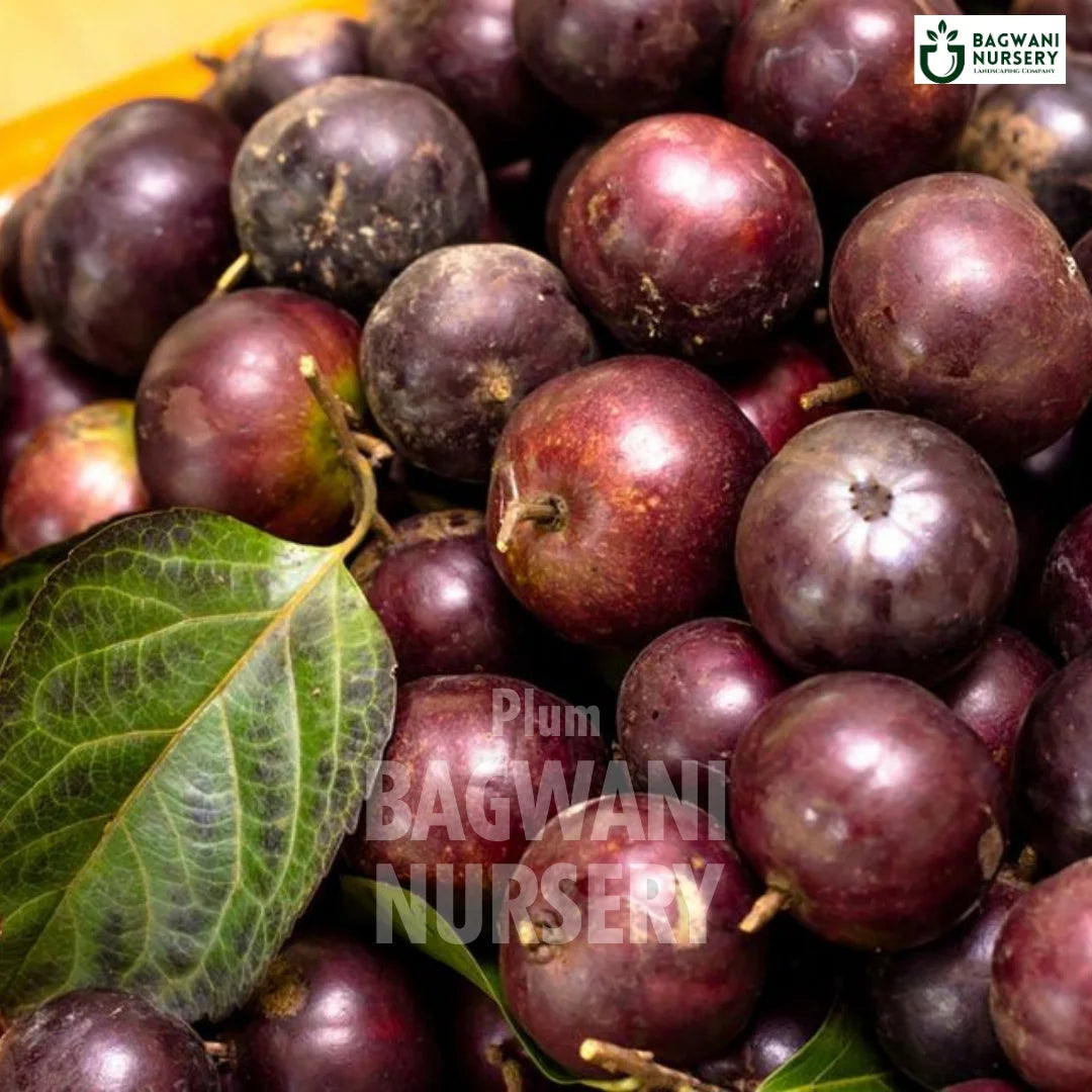 Plum tree Supplier, Prunus Domestica, Aalubukhaara tree Supplier in India, Wholesale Plum, Wholesale Plum Supplier, Aalubukhaara  Tree, Best Aalubukhaara Nursery, Prunus Domestica in India, Bulk Aalubukhaara Supplier, Fruit Tree, Fruit Tree Nursery, Wholesale Fruit Tree Supplier, Best Fruit Tree Nursery in India,
