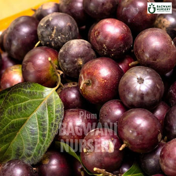 Plum tree Supplier, Prunus Domestica, Aalubukhaara tree Supplier in India, Wholesale Plum, Wholesale Plum Supplier, Aalubukhaara  Tree, Best Aalubukhaara Nursery, Prunus Domestica in India, Bulk Aalubukhaara Supplier, Fruit Tree, Fruit Tree Nursery, Wholesale Fruit Tree Supplier, Best Fruit Tree Nursery in India,
