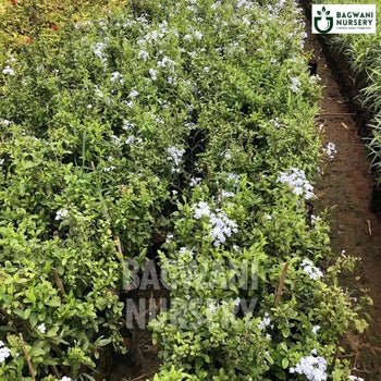 Plumbago Auriculata, Plumbago Auriculata plant, Cape Leadwort Tree, Plumbago Auriculata Tree, Cape Leadwort Tree Plant, Plumbago Auriculata in Bulk,