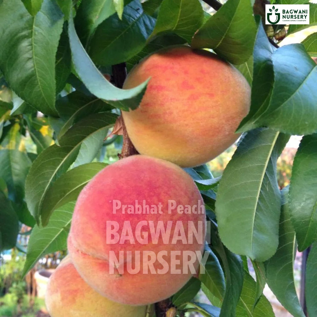 Prabhat Peach tree Supplier, Prunus Persica, Prabhat Aadu tree Supplier in India, Wholesale Prabhat Peach, Wholesale Prabhat Peach Supplier, Prabhat Aadu  Tree, Best Prabhat Aadu Nursery, Prunus Persica in India, Bulk Prabhat Aadu Supplier, Fruit Tree, Fruit Tree Nursery, Wholesale Fruit Tree Supplier, Best Fruit Tree Nursery in India,