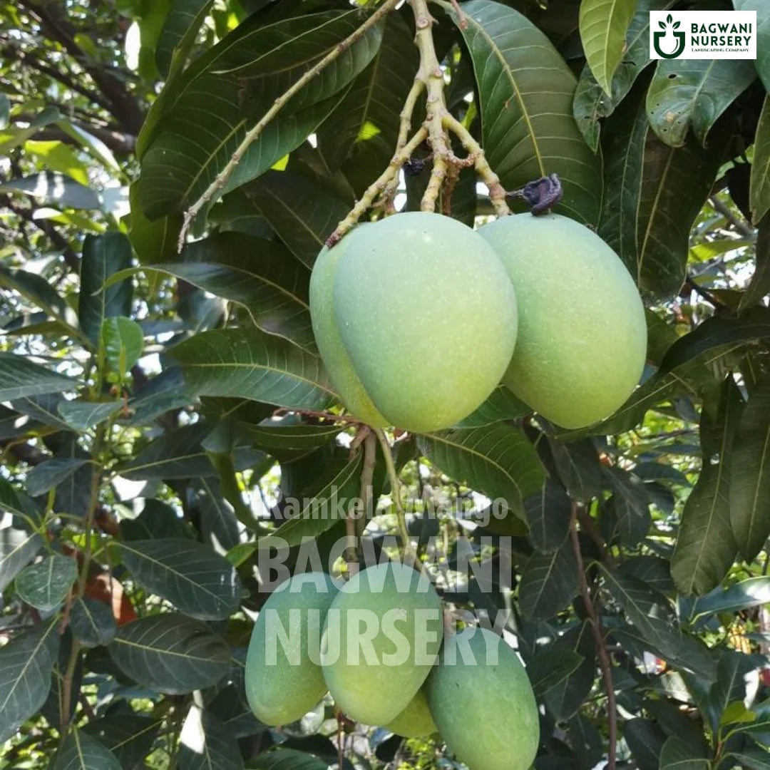 Ramkela Mango tree Supplier, Mangifera Indica, Ramkela Mango tree Supplier in India, Wholesale Ramkela Mango, Wholesale Ramkela Mango Supplier, Ramkela Mango  Tree, Best Ramkela Mango Nursery, Mangifera Indica in India, Bulk Ramkela Mango Supplier, Fruit Tree, Fruit Tree Nursery, Wholesale Fruit Tree Supplier, Best Fruit Tree Nursery in India,