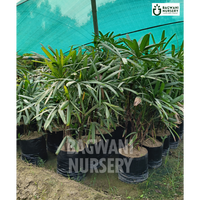 Rhapis Palm Supplier, Rhapis Palm Supplier in India, Wholesale Rhapis Palm, Wholesale Rhapis Palm Supplier, Rhapis Palm Nursery, Best Rhapis Palm Nursery, Rhapis Palm in India, Bulk Rhapis Palm Supplier