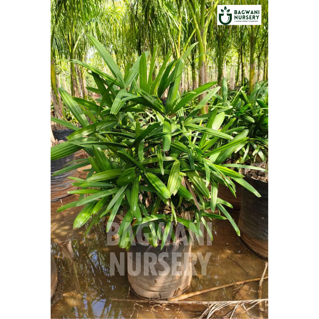 Rhapis Palm Supplier, Rhapis Palm Supplier in India, Wholesale Rhapis Palm, Wholesale Rhapis Palm Supplier, Rhapis Palm Nursery, Best Rhapis Palm Nursery, Rhapis Palm in India, Bulk Rhapis Palm Supplier