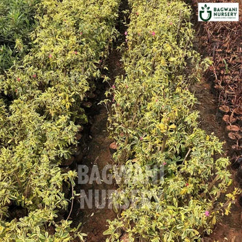 Variegated Lemonia, Variegated Lemonia plant, Ravenia Spectabilis Tree, Variegated Lemonia Tree, Ravenia Spectabilis Tree Plant, Variegated Lemonia in Bulk,