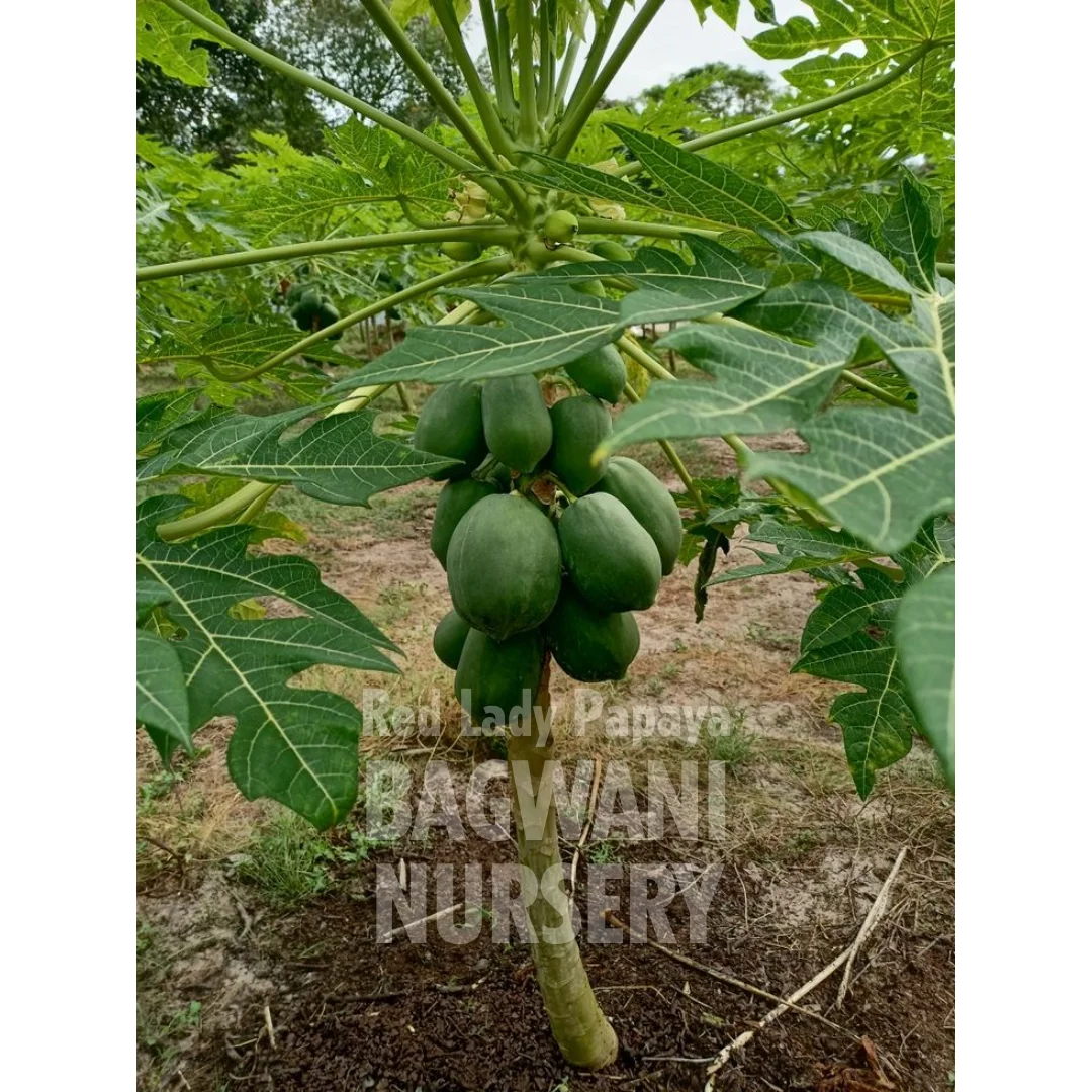 Red Lady Papaya tree Supplier, Carica Papaya F1 hybrid, Red Lady Papaya tree Supplier in India, Wholesale Red Lady Papaya, Wholesale Red Lady Papaya Supplier, Red Lady Papaya  Tree, Best Red Lady Papaya Nursery, Carica Papaya F1 hybrid in India, Bulk Red Lady Papaya Supplier, Fruit Tree, Fruit Tree Nursery, Wholesale Fruit Tree Supplier, Best Fruit Tree Nursery in India,
