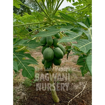 Red Lady Papaya tree Supplier, Carica Papaya F1 hybrid, Red Lady Papaya tree Supplier in India, Wholesale Red Lady Papaya, Wholesale Red Lady Papaya Supplier, Red Lady Papaya  Tree, Best Red Lady Papaya Nursery, Carica Papaya F1 hybrid in India, Bulk Red Lady Papaya Supplier, Fruit Tree, Fruit Tree Nursery, Wholesale Fruit Tree Supplier, Best Fruit Tree Nursery in India,
