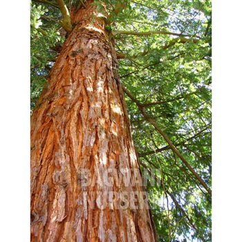 Red Sandalwood tree Supplier, Pterocarpus Santalinus, Red Sandalwood tree Supplier in India, Wholesale Red Sandalwood, Wholesale Red Sandalwood Supplier, Red Sandalwood  Tree, Best Red Sandalwood Nursery, Pterocarpus Santalinus in India, Bulk Red Sandalwood Supplier, Timber Tree, Timber Tree Nursery, Wholesale Timber Tree Supplier, Best Timber Tree Nursery in India,