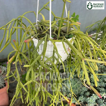 Rhipsalis baccifera, Mistletoe Cactus, Jungle Cactus, Succulents Plants, Succulents Supplier, Succulents Supplier in India, Wholesale Succulents, Wholesale Succulents Supplier, Succulents Nursery, Best Succulents Nursery, Succulents in India, Bulk Succulents Supplier