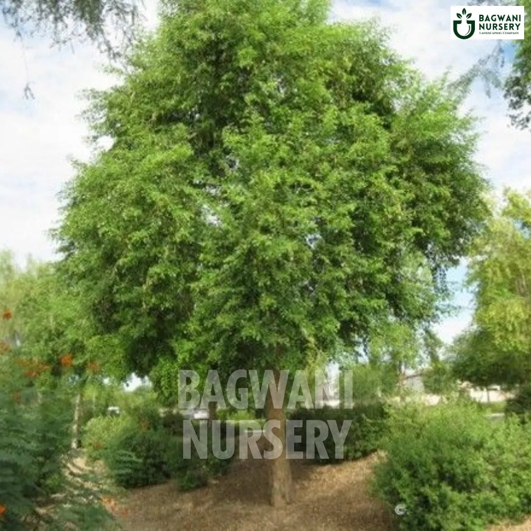 Rosewood tree Supplier, Dalbergia Sissoo, Rosewood tree Supplier in India, Wholesale Rosewood, Wholesale Rosewood Supplier, Rosewood  Tree, Best Rosewood Nursery, Dalbergia Sissoo in India, Bulk Rosewood Supplier, Timber Tree, Timber Tree Nursery, Wholesale Timber Tree Supplier, Best Timber Tree Nursery in India,