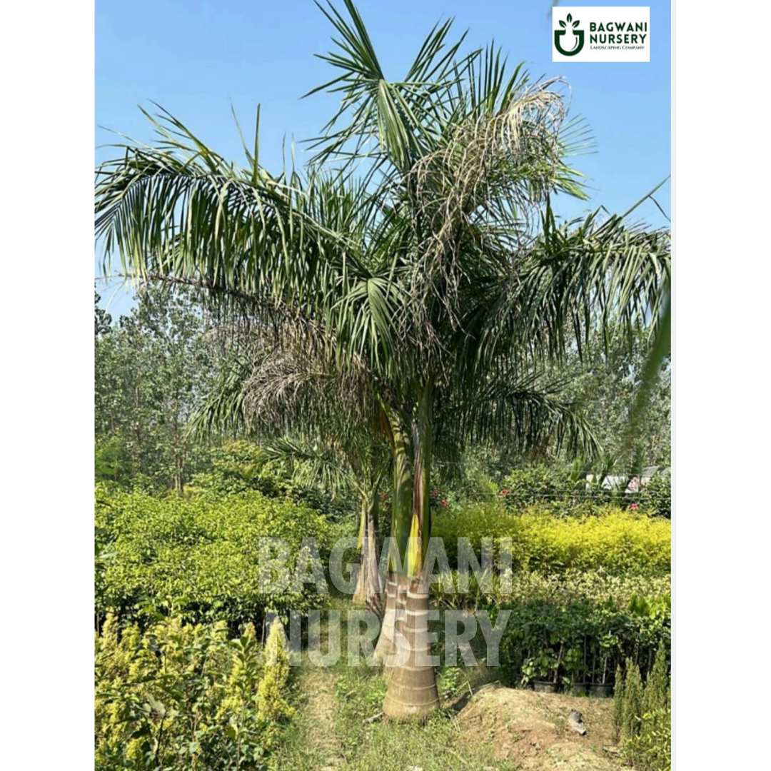 Royal Palm Supplier, Royal Palm Supplier in India, Wholesale Royal Palm, Wholesale Royal Palm Supplier, Royal Palm Nursery, Best Royal Palm Nursery, Royal Palm in India, Bulk Royal Palm Supplier, bagwani nursery