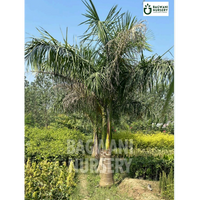 Royal Palm Supplier, Royal Palm Supplier in India, Wholesale Royal Palm, Wholesale Royal Palm Supplier, Royal Palm Nursery, Best Royal Palm Nursery, Royal Palm in India, Bulk Royal Palm Supplier, bagwani nursery