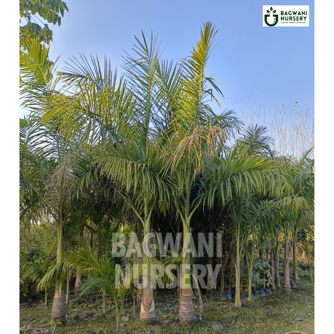 Royal Palm Supplier, Royal Palm Supplier in India, Wholesale Royal Palm, Wholesale Royal Palm Supplier, Royal Palm Nursery, Best Royal Palm Nursery, Royal Palm in India, Bulk Royal Palm Supplier, bagwani nursery