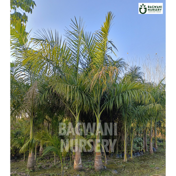 Royal Palm Supplier, Royal Palm Supplier in India, Wholesale Royal Palm, Wholesale Royal Palm Supplier, Royal Palm Nursery, Best Royal Palm Nursery, Royal Palm in India, Bulk Royal Palm Supplier, bagwani nursery