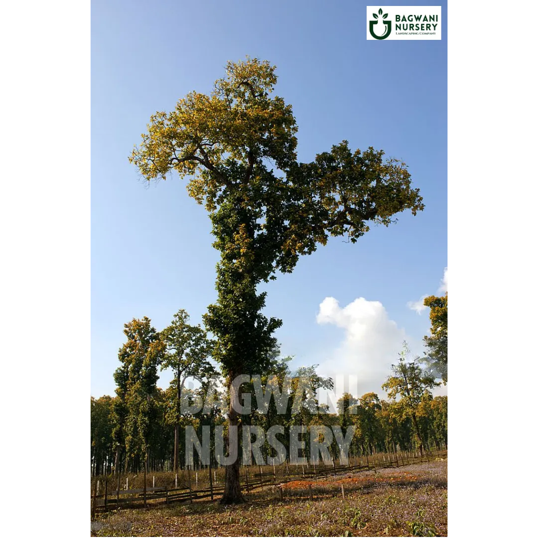 Sal tree Supplier, Shorea Robusta, Sal tree Supplier in India, Wholesale Sal, Wholesale Sal Supplier, Sal  Tree, Best Sal Nursery, Shorea Robusta in India, Bulk Sal Supplier, Timber Tree, Timber Tree Nursery, Wholesale Timber Tree Supplier, Best Timber Tree Nursery in India,