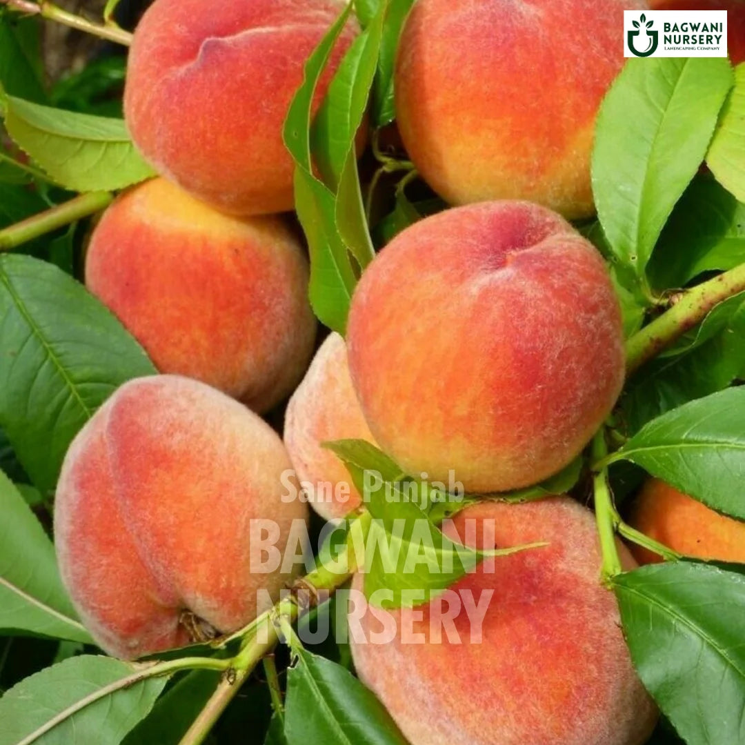 Shane Punjab Peach tree Supplier, Prunus Persica, Shane Punjab Aadu tree Supplier in India, Wholesale Shane Punjab Peach, Wholesale Shane Punjab Peach Supplier, Shane Punjab Aadu  Tree, Best Shane Punjab Aadu Nursery, Prunus Persica in India, Bulk Shane Punjab Aadu Supplier, Fruit Tree, Fruit Tree Nursery, Wholesale Fruit Tree Supplier, Best Fruit Tree Nursery in India,