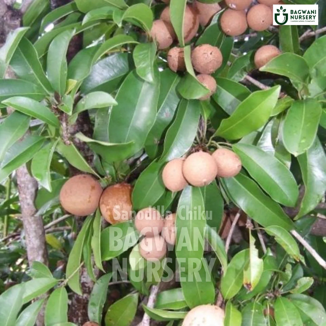 Sapodilla Chiku tree Supplier, Manilkara Zapota, Sapodilla Chiku tree Supplier in India, Wholesale Sapodilla Chiku, Wholesale Sapodilla Chiku Supplier, Sapodilla Chiku  Tree, Best Sapodilla Chiku Nursery, Manilkara Zapota in India, Bulk Sapodilla Chiku Supplier, Fruit Tree, Fruit Tree Nursery, Wholesale Fruit Tree Supplier, Best Fruit Tree Nursery in India,