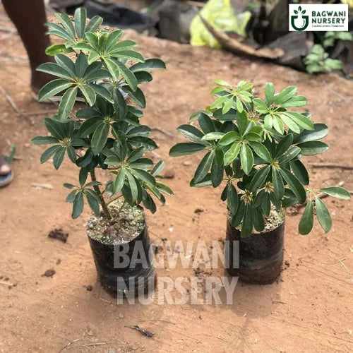 Dwarf Umbrella Tree, Dwarf Umbrella Tree plant, Schefflera ArboricolaTree, Dwarf Umbrella Tree Tree, Schefflera ArboricolaTree Plant, Dwarf Umbrella Tree in Bulk,