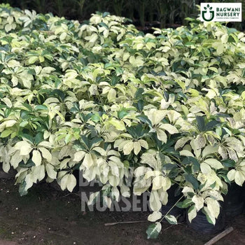 Variegated Umbrella Tree, Variegated Umbrella Tree plant, Variegated ScheffleraTree, Variegated Umbrella Tree Tree, Variegated ScheffleraTree Plant, Variegated Umbrella Tree in Bulk,