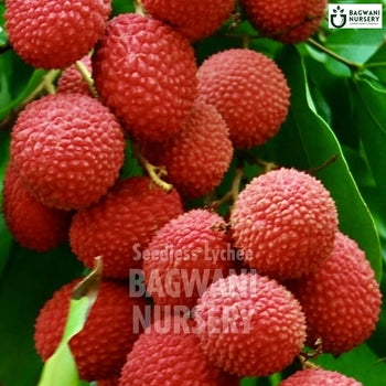 Seedless Bedana Litchi tree Supplier, Litchi Chinensis, Seedless Bedana Litchi tree Supplier in India, Wholesale Seedless Bedana Litchi, Wholesale Seedless Bedana Litchi Supplier, Seedless Bedana Litchi  Tree, Best Seedless Bedana Litchi Nursery, Litchi Chinensis in India, Bulk Seedless Bedana Litchi Supplier, Fruit Tree, Fruit Tree Nursery, Wholesale Fruit Tree Supplier, Best Fruit Tree Nursery in India,