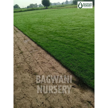 Selection No 1 Grass, Selection Grass, Selection No 1 Lawn, Selection No 1 Grass Seed, Selection No 1 Turf Grass, Selection No 1 Lawn Grass, Selection No 1 Grass Price, Selection No 1 Grass Price Per Square Foot, Selection No 1 Grass in India, Selection No 1 Grass Supplier, Selection No 1 Lawn Grass Supplier, Wholesale Selection No 1 Lawn Grass, Wholesale Selection No 1 Grass Supplier, Selection No 1 Grass Carpet, Selection No 1 Natural Grass Carpet, Selection No 1 Lawn Grass Carpet, Selection No 1 Lawn Gra