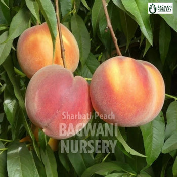 Sharbati Peach tree Supplier, Prunus Persica, Sharbati Aadu tree Supplier in India, Wholesale Sharbati Peach, Wholesale Sharbati Peach Supplier, Sharbati Aadu  Tree, Best Sharbati Aadu Nursery, Prunus Persica in India, Bulk Sharbati Aadu Supplier, Fruit Tree, Fruit Tree Nursery, Wholesale Fruit Tree Supplier, Best Fruit Tree Nursery in India,