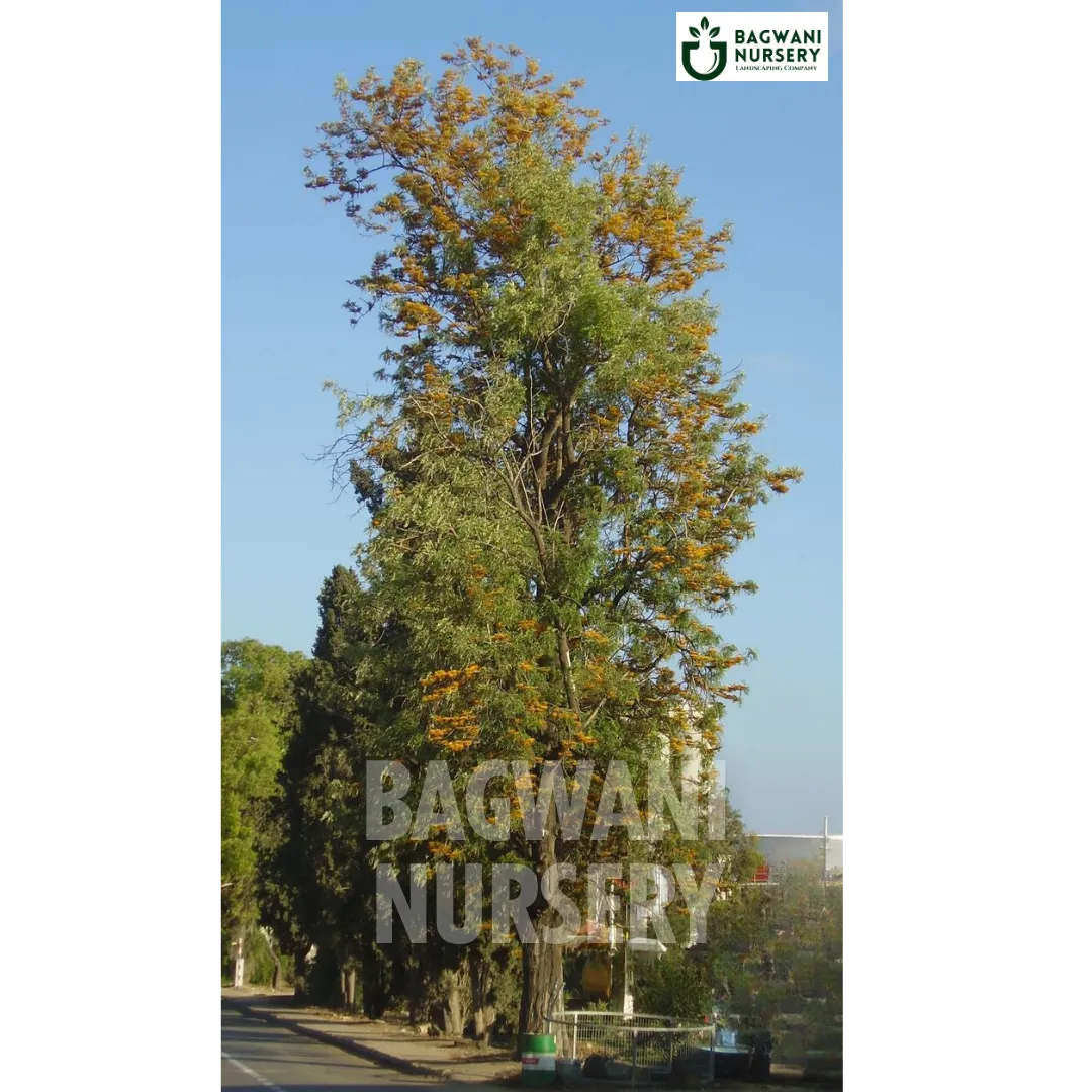 Silver Oak tree Supplier, Grevillea Robusta, Silver Oak tree Supplier in India, Wholesale Silver Oak, Wholesale Silver Oak Supplier, Silver Oak  Tree, Best Silver Oak Nursery, Grevillea Robusta in India, Bulk Silver Oak Supplier, Timber Tree, Timber Tree Nursery, Wholesale Timber Tree Supplier, Best Timber Tree Nursery in India,