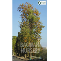 Silver Oak tree Supplier, Grevillea Robusta, Silver Oak tree Supplier in India, Wholesale Silver Oak, Wholesale Silver Oak Supplier, Silver Oak  Tree, Best Silver Oak Nursery, Grevillea Robusta in India, Bulk Silver Oak Supplier, Timber Tree, Timber Tree Nursery, Wholesale Timber Tree Supplier, Best Timber Tree Nursery in India,