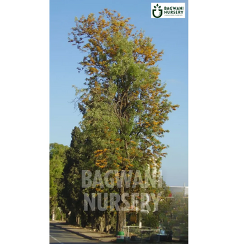 Silver Oak tree Supplier, Grevillea Robusta, Silver Oak tree Supplier in India, Wholesale Silver Oak, Wholesale Silver Oak Supplier, Silver Oak  Tree, Best Silver Oak Nursery, Grevillea Robusta in India, Bulk Silver Oak Supplier, Timber Tree, Timber Tree Nursery, Wholesale Timber Tree Supplier, Best Timber Tree Nursery in India,