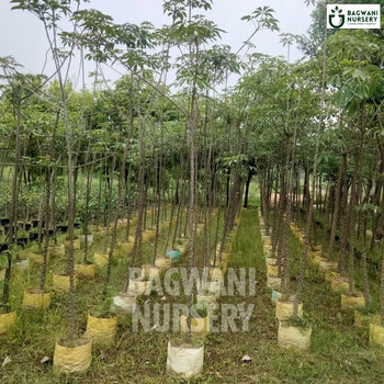 Semal tree Supplier, Bombax Ceiba, Semal tree Supplier in India, Wholesale Semal, Wholesale Semal Supplier, Semal  Tree, Best Semal Nursery, Bombax Ceiba in India, Bulk Semal Supplier, Timber Tree, Timber Tree Nursery, Wholesale Timber Tree Supplier, Best Timber Tree Nursery in India,