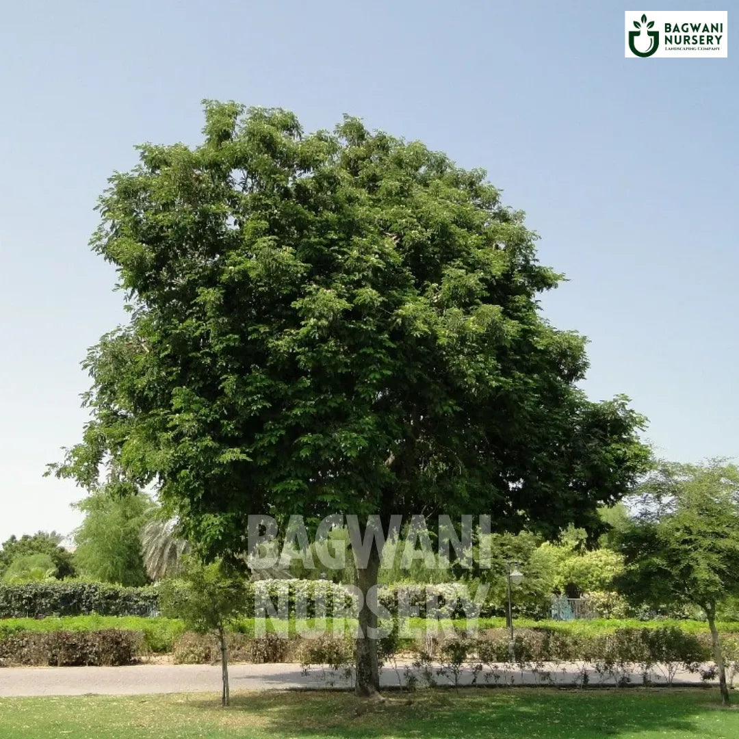 Siris tree Supplier, Albizia Lebbeck, Siris tree Supplier in India, Wholesale Siris, Wholesale Siris Supplier, Siris  Tree, Best Siris Nursery, Albizia Lebbeck in India, Bulk Siris Supplier, Timber Tree, Timber Tree Nursery, Wholesale Timber Tree Supplier, Best Timber Tree Nursery in India,