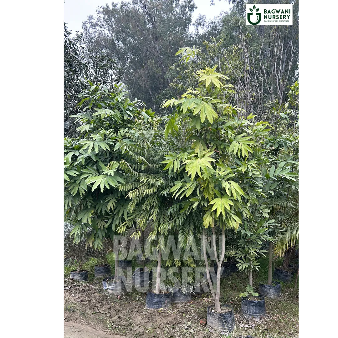 Sita Ashoka tree Supplier, Saraca Asoca, Sita Ashoka tree Supplier in India, Wholesale Sita Ashoka, Wholesale Sita Ashoka Supplier, Sita Ashoka  Tree, Best Sita Ashoka Nursery, Saraca Asoca in India, Bulk Sita Ashoka Supplier, Timber Tree, Timber Tree Nursery, Wholesale Timber Tree Supplier, Best Timber Tree Nursery in India,