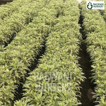 Song of India, Song of India plant, Dracaena reflexa Song of India Tree, Dracaena reflexa Plant, Song of India Tree in Bulk,