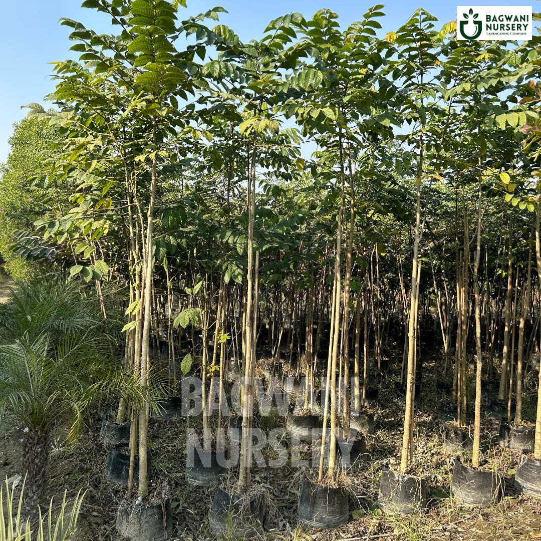 Spathodea tree Supplier, Spathodea Campanulata, Spathodea tree Supplier in India, Wholesale Spathodea, Wholesale Spathodea Supplier, Spathodea  Tree, Best Spathodea Nursery, Spathodea Campanulata in India, Bulk Spathodea Supplier, Timber Tree, Timber Tree Nursery, Wholesale Timber Tree Supplier, Best Timber Tree Nursery in India,