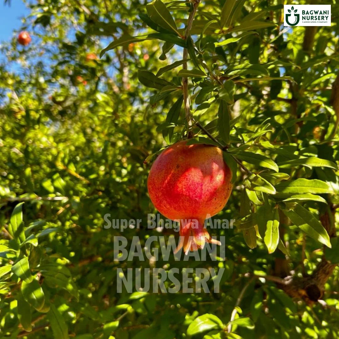 Super Bhagwa Anar tree Supplier, Punica Granatum, Super Bhagwa Anar tree Supplier in India, Wholesale Super Bhagwa Anar, Wholesale Super Bhagwa Anar Supplier, Super Bhagwa Anar  Tree, Best Super Bhagwa Anar Nursery, Punica Granatum in India, Bulk Super Bhagwa Anar Supplier, Fruit Tree, Fruit Tree Nursery, Wholesale Fruit Tree Supplier, Best Fruit Tree Nursery in India,